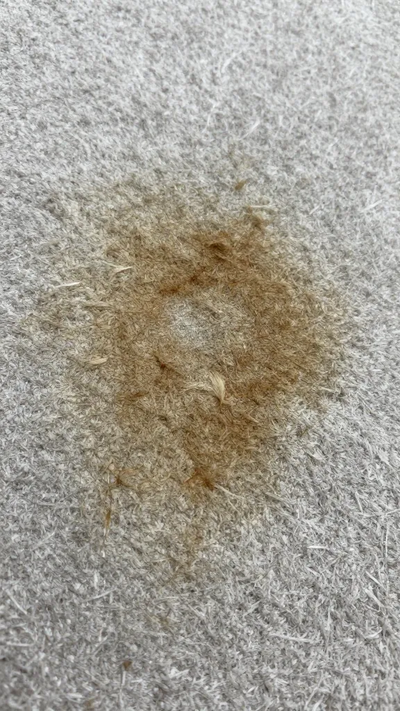 Closeup of scrubbed carpet fibers showing fading coffee stain removal